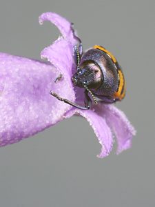Castiarina vanderwoudeae, PL0168A, female, on Eremophila scoparia, EP, 9.2 × 3.6 mm